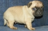 adorable pug for your kids